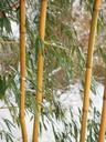 bamboo-tube-plant-winter-snow-919885.jpg