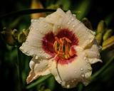 lily-flower-white-nature-botany-411791.jpg