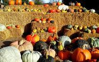 pumpkin-halloween-fall-autumn-504954.jpg