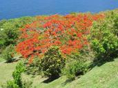 tree-caribbean-flowers-tropical-66214.jpg