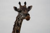 giraffe-africa-safari-serengeti-1029776.jpg