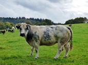 cow-animals-pasture-mammal-grass-486989.jpg