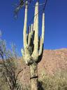 desert-cactus-arizona-nature-1197274.jpg