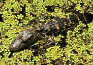 alligator-baby-young-reptile-swamp-1068416.jpg