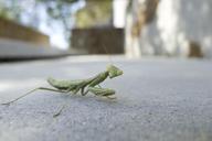 praying-mantis-insect-animal-nature-579948.jpg