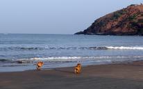 puppy-beach-sand-playing-pet-dog-631324.jpg