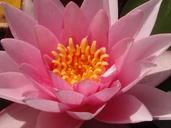 water-lily-lily-pond-water-nature-539062.jpg