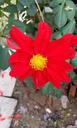 red-flowers-green-leaf-views-669590.jpg