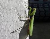 praying-mantis-wall-noon-325646.jpg