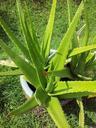 aloe-vera-plants-succulents-314458.jpg