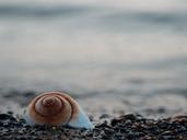 sea-shell-seashell-sea-shell-872023.jpg