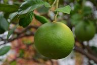 lime-citrus-fruit-citrus-fresh-1409815.jpg