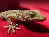 gecko-lizard-reptile-dragon-1236523.jpg