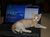 kitten-roux-lying-computer-69254.jpg