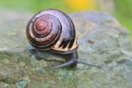 snail-shell-reptile-snail-shell-408656.jpg