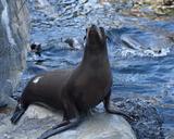 sea-lion-ocean-young-sea-fauna-1521994.jpg