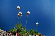 wildflowers-blue-water-nature-52873.jpg