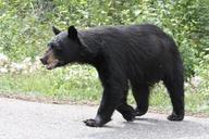 black-bear-bear-jasper-alberta-73065.jpg