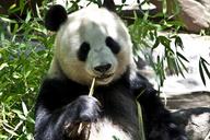 panda-bear-zoo-animal-wildlife-214260.jpg