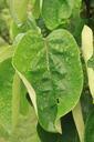 dew-droplets-drops-leaves-quince-87149.jpg