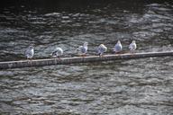 seagulls-river-bird-seagull-water-1354754.jpg