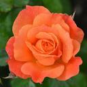 orange-rose-rose-flower-nature-391732.jpg