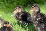 ducks-chicken-water-plumage-600842.jpg