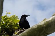 raven-crow-carrion-crow-raven-bird-786520.jpg