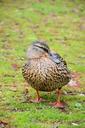 farm-duck-poultry-bird-fly-wings-275970.jpg