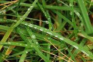 meadow-grass-blade-of-grass-drip-501911.jpg