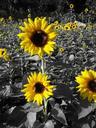 sunflowers-yellow-prato-field-1001545.jpg