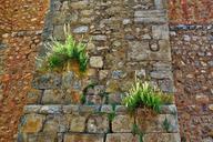 weed-plants-wall-natural-wild-1489092.jpg