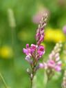 seed-sainfoin-sainfoin-blossom-167413.jpg