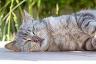 cat-tabby-fur-animal-pet-521283.jpg