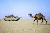 desert-camel-tank-army-military-671159.jpg