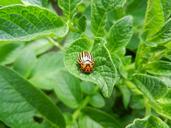 potato-plant-beetle-nature-802604.jpg