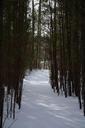 forest-path-snowy-pathway-walk-651341.jpg