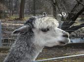 alpaca-petting-zoo-soft-fluffy-95745.jpg