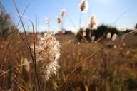 fields-dry-grass-blue-sky-dry-reed-1557712.jpg