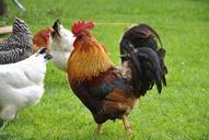 rooster-village-farm-grass-farming-811723.jpg