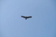 flight-bird-ave-sky-wings-fly-436015.jpg