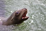 sea-lion-water-sea-lion-nature-1582175.jpg