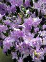 rhododendron-blossoms-colorful-close-803652.jpg