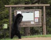 Black_Bear_on_hind_legs_at_Hellroaring_Trailhead_sign.jpg