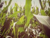 corn-cornfield-field-leaves-883412.jpg