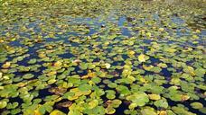 pond-lotus-leaf-water-lilies-lotus-1009919.jpg