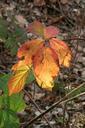 autumn-leaves-golden-autumn-82160.jpg