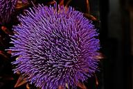 artichoke-blossom-bloom-purple-448777.jpg