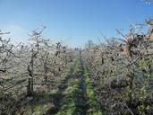 apple-orchard-apple-tree-ice-frost-91108.jpg