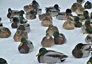 mallard-ducks-nature-birds-snow-591006.jpg